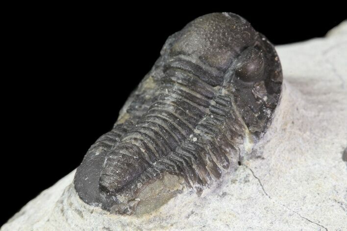 Bargain, Gerastos Trilobite Fossil - Morocco #69117